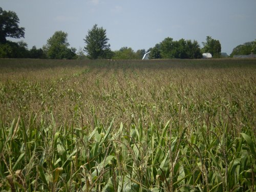 Property photo 1 - 40 Acres in 4 Tracts - Great Location!